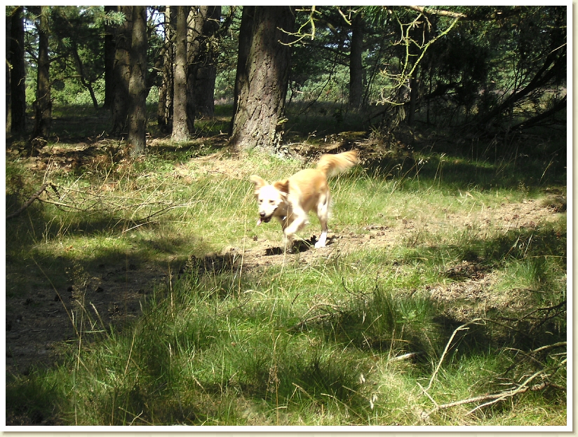 Lueneburgerheide_2009 (7)